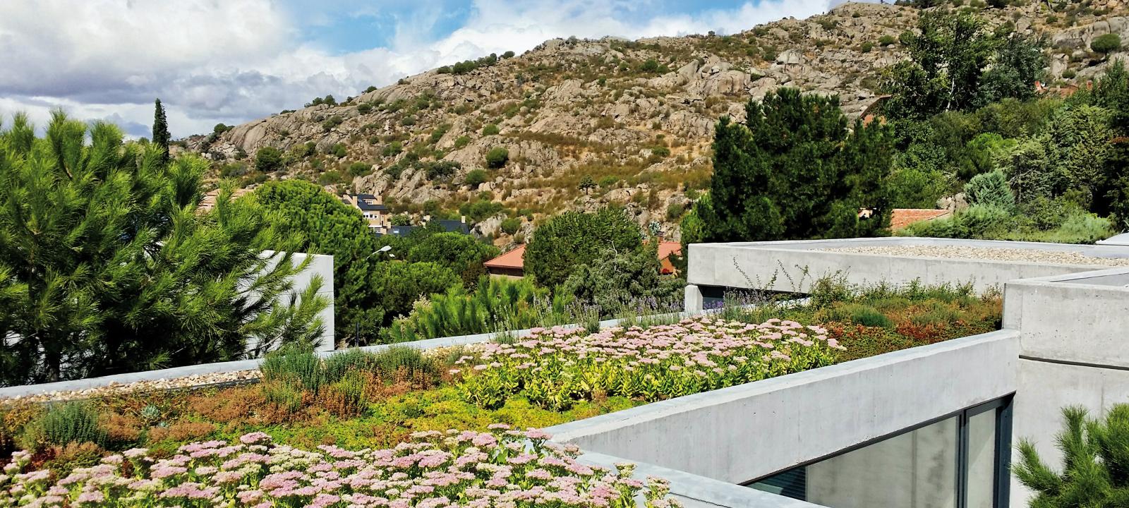 Extensive green roof